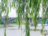 【醉美邵阳】夏至已至绿柳成荫