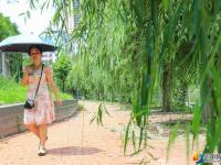 【醉美邵阳】夏至已至绿柳成荫
