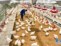  河北故城：肉鸡养殖助农增收