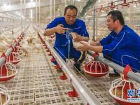  河北故城：肉鸡养殖助农增收