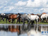  马蹄踏水 舞动草原