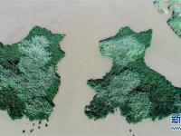  七里海湿地上的画卷