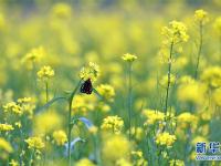  西藏：油菜花开似金毯