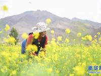  西藏：油菜花开似金毯