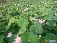 【醉美邵阳】邵阳县三门村：百亩荷花开盛夏