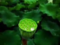 【醉美邵阳】邵阳县三门村：百亩荷花开盛夏