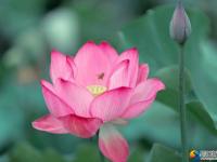 【醉美邵阳】邵阳县三门村：百亩荷花开盛夏