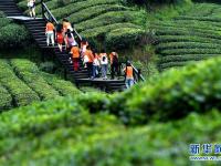  湖北恩施：山区茶园引游客