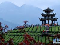  湖北恩施：山区茶园引游客