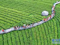  湖北恩施：山区茶园引游客