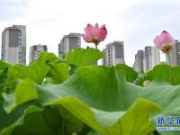  福州：赏荷正当时