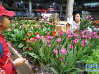  昆明国际花卉展即将举行