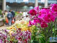  昆明国际花卉展即将举行