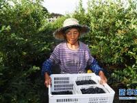  重庆南川：蓝莓产业助力乡村振兴