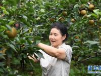  梨产业助力山村蝶变