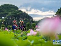  云南普者黑：徜徉花海间