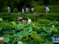  云南普者黑：徜徉花海间