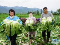  陕西太白：高山反季节种菜助增收