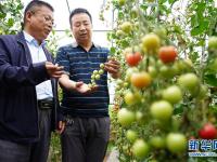  陕西太白：高山反季节种菜助增收
