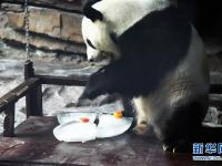  大熊猫：空调房里乐享清凉一夏