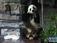  大熊猫：空调房里乐享清凉一夏