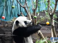  大熊猫：空调房里乐享清凉一夏