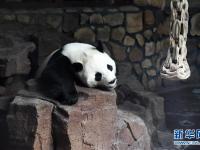  大熊猫：空调房里乐享清凉一夏