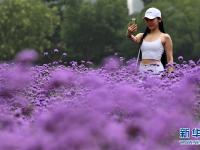  天津：紫色花海扮靓城市景观