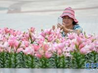  长春：百合花开游人来