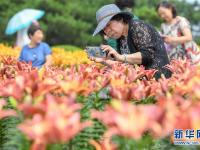  长春：百合花开游人来