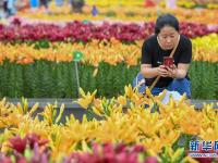  长春：百合花开游人来