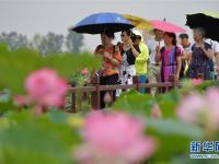  夏季赏荷正当时