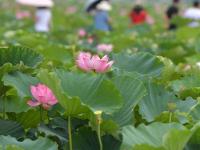  夏季赏荷正当时