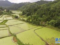  重庆石柱：莼菜产业促民增收