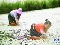  重庆石柱：莼菜产业促民增收