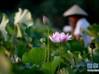  灼灼荷花映斜阳