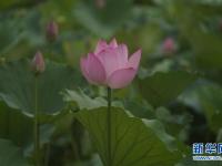  赏荷正当时