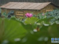  赏荷正当时