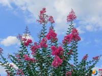 醉美邵阳：夏日美景紫薇花开正当时