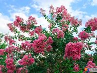 醉美邵阳：夏日美景紫薇花开正当时