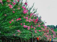 醉美邵阳：夏日美景紫薇花开正当时