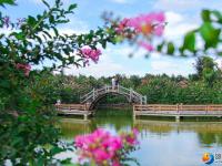 醉美邵阳：夏日美景紫薇花开正当时