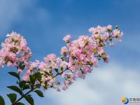 醉美邵阳：夏日美景紫薇花开正当时