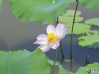 【醉美邵阳】夏日荷花开