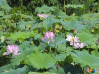 【醉美邵阳】夏日荷花开