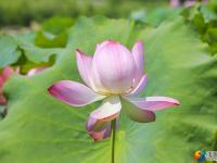 【醉美邵阳】夏日荷花开