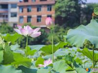 【醉美邵阳】夏日荷花开