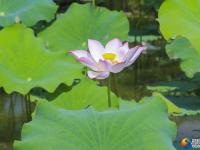 【醉美邵阳】夏日荷花开