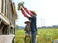 大祥区台上村：“金瓜”丰收采摘忙