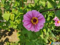 【醉美邵阳】台上村：百日菊点缀美丽乡村